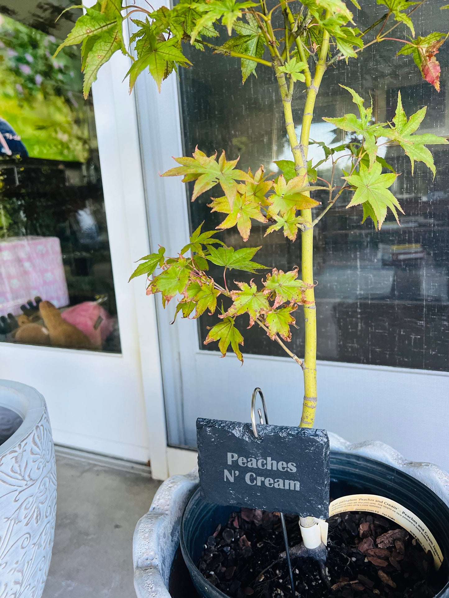 Slate plant markers